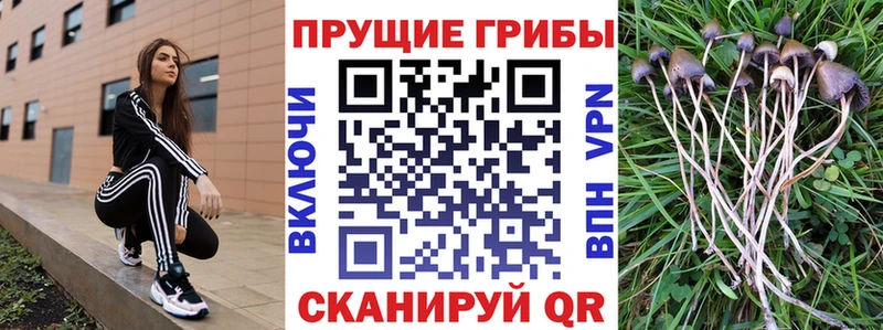 ссылка на мегу как зайти Томари Галлюциногенные грибы Psilocybine cubensis